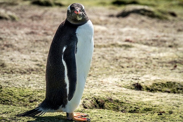 antarctic ocean