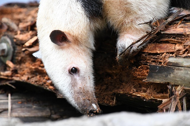anteater