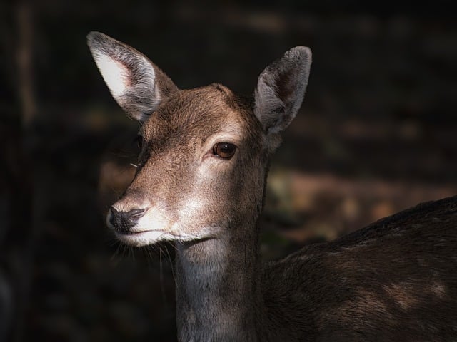 Hình ảnh minh họa ý nghĩa của từ antlers