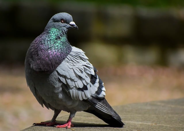 Hình ảnh minh họa ý nghĩa của từ apart from