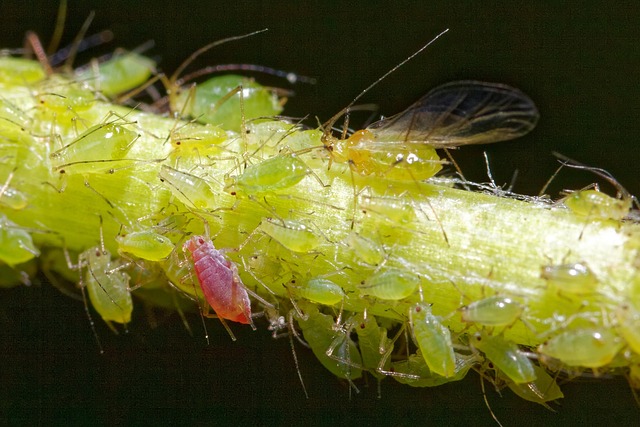 aphid