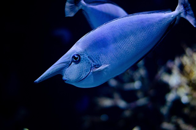 aquarium lighting