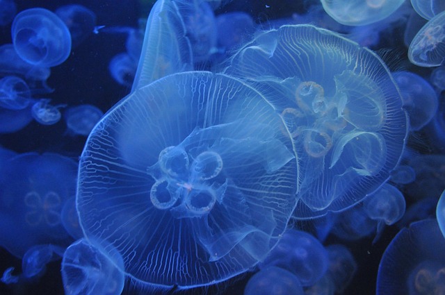aquarium pump