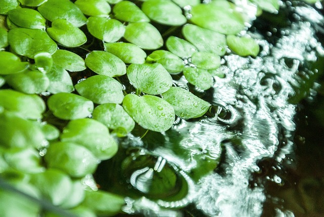 aquascape