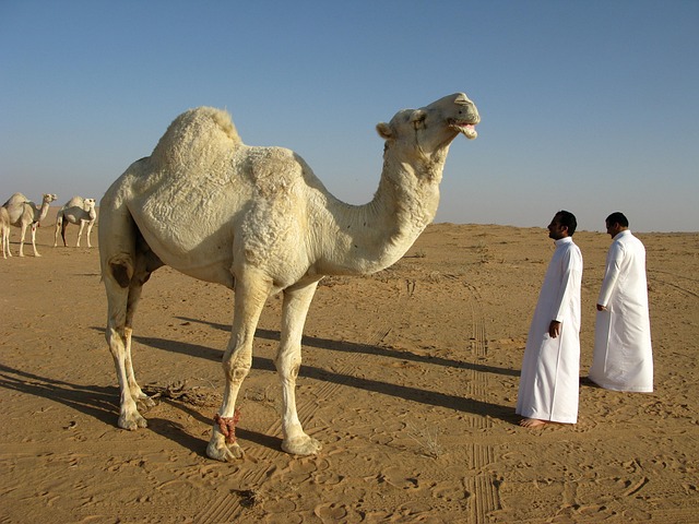 arabia