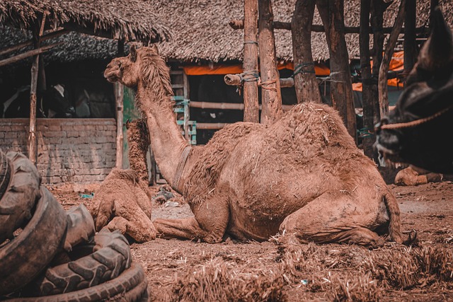 arabian camel