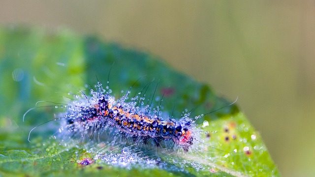 Hình ảnh minh họa ý nghĩa của từ arbitrariness