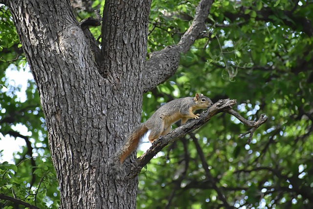 arboreal locomotion