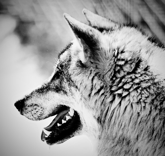 Hình ảnh minh họa ý nghĩa của từ areola