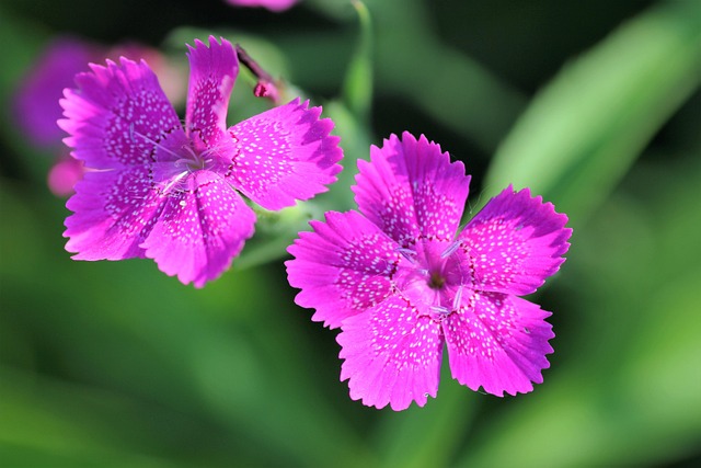 armeria