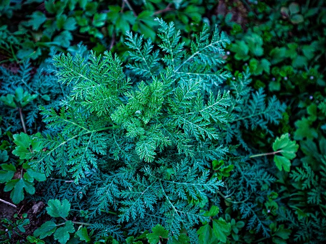 artemisia annua