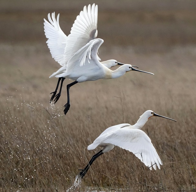 Hình ảnh minh họa ý nghĩa của từ arteritis