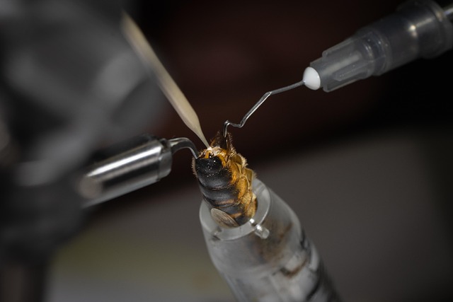 Hình ảnh minh họa ý nghĩa của từ artificial insemination