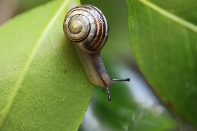 at a snail's pace
