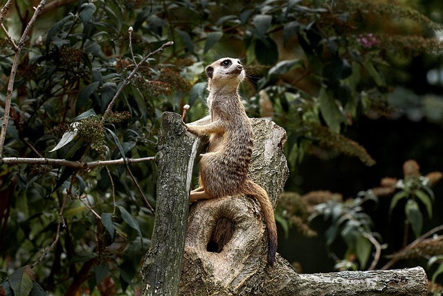 Hình ảnh minh họa ý nghĩa của từ attention-seeking