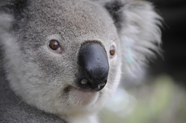 Australia