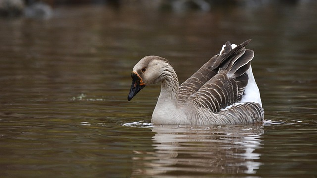 avian