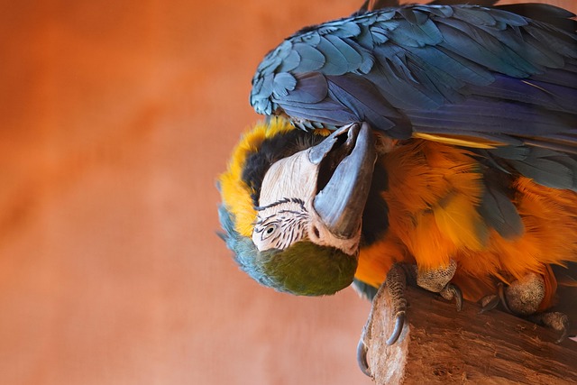 avian fauna