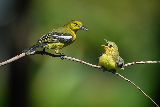 avian song