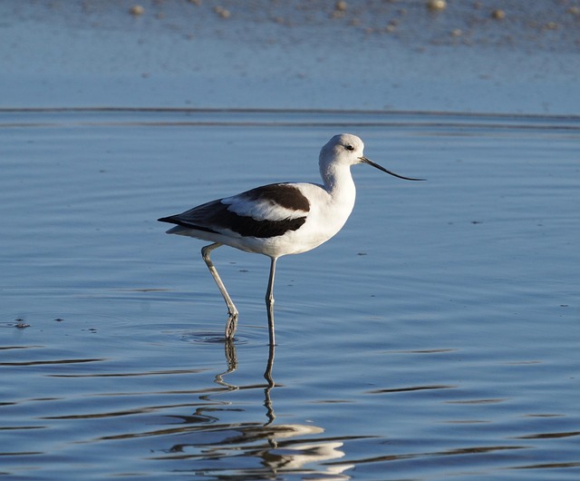 avocet
