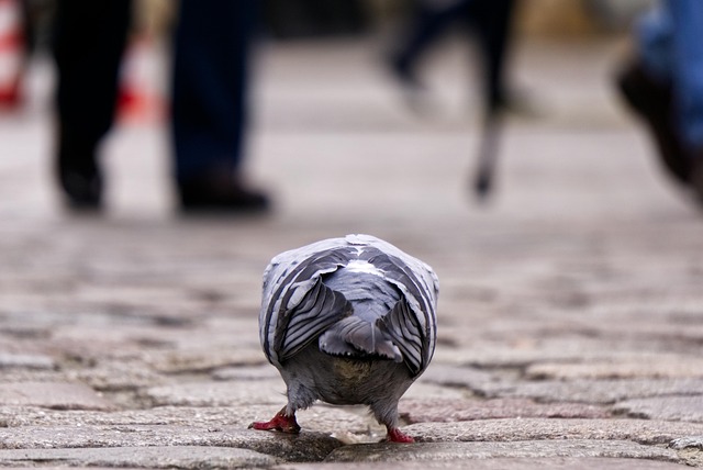 Hình ảnh minh họa ý nghĩa của từ back down from