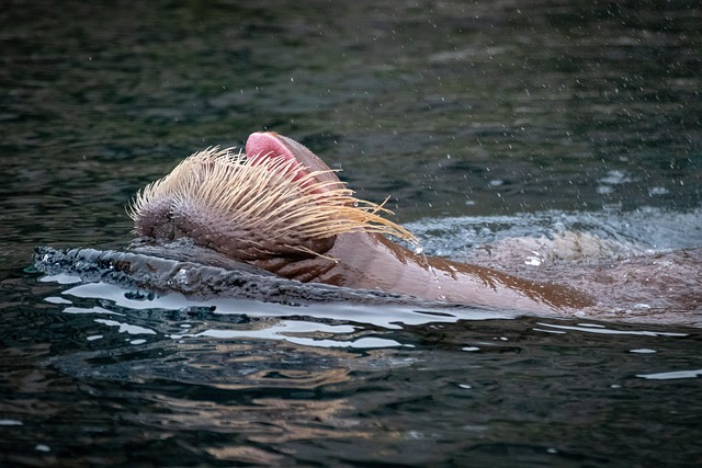 backstroke