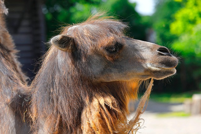 bactrian camel