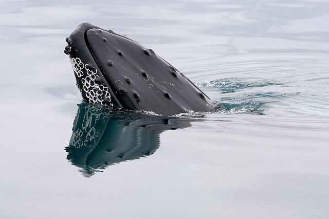 baleen