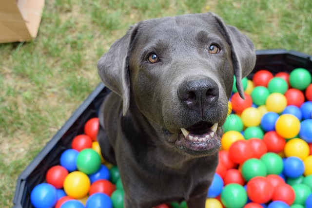 ball pit