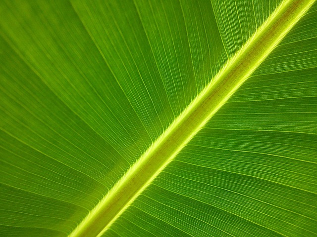 banana
