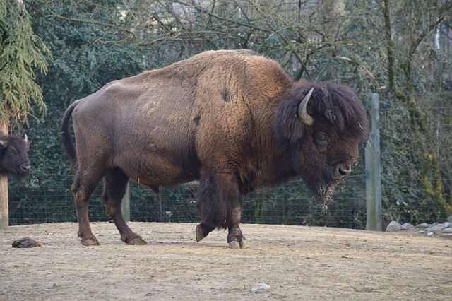 Hình ảnh minh họa ý nghĩa của từ barbaric