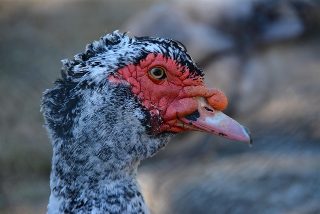 Hình ảnh minh họa ý nghĩa của từ barbarity