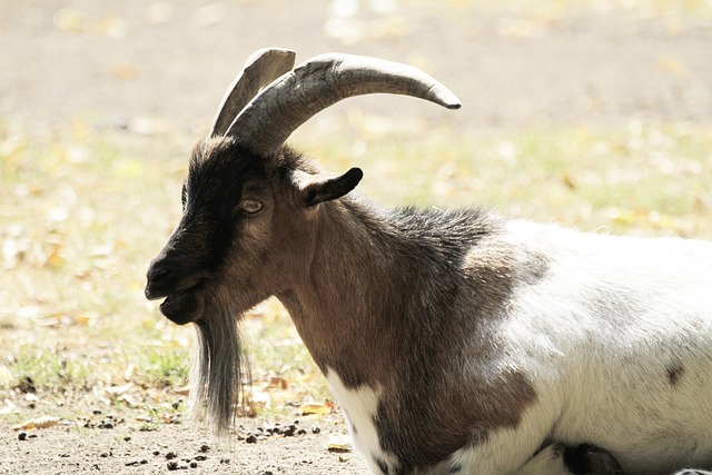 Hình ảnh minh họa ý nghĩa của từ bard