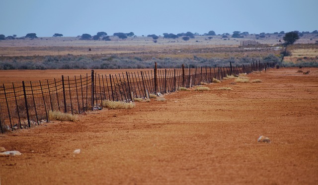 bare soil