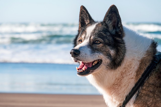 barking