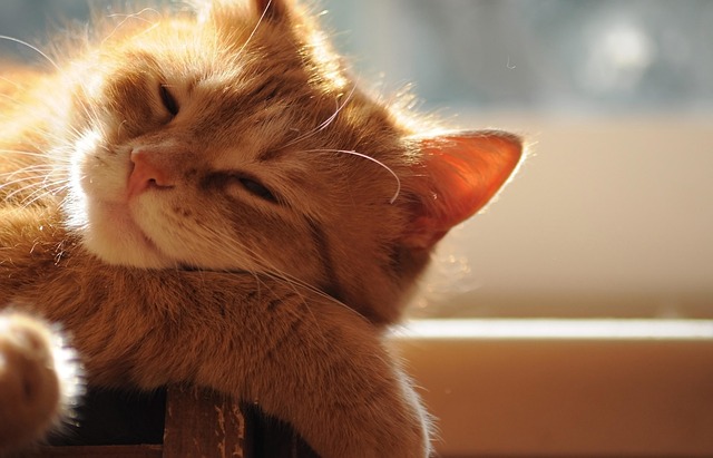 bask in the sun