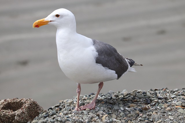 battery birds