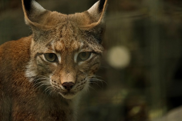 bay lynx