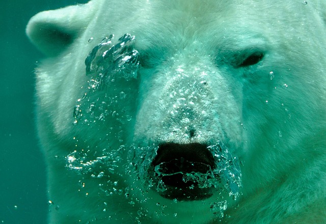 bear up