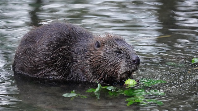 beaver pelts