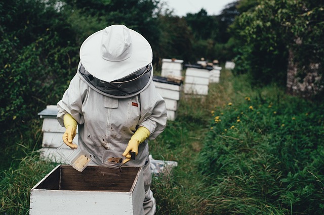 bee farm