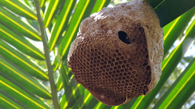 bee's nest