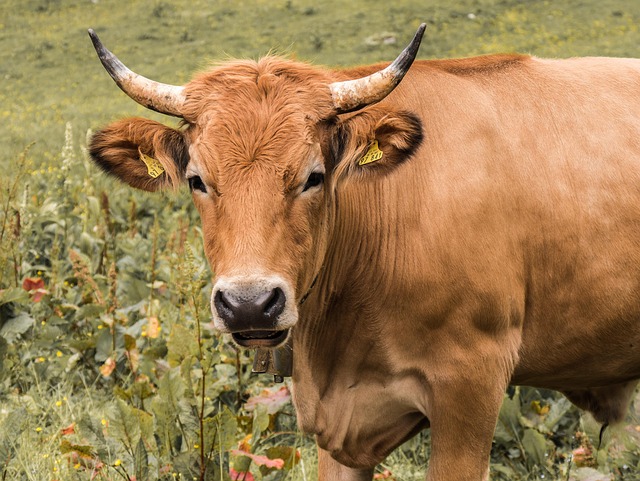 beef animals