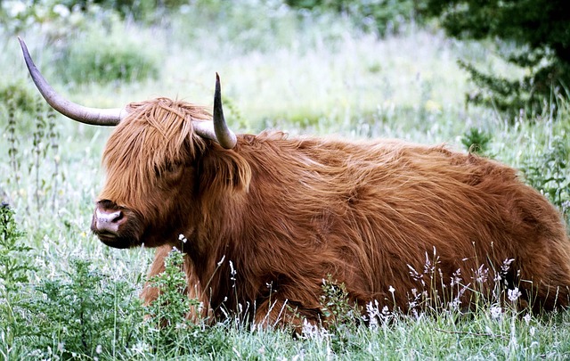 Beef up