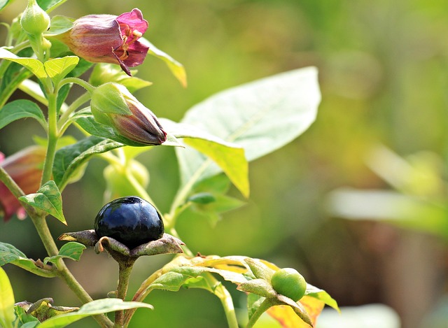 Hình ảnh minh họa ý nghĩa của từ belladonna