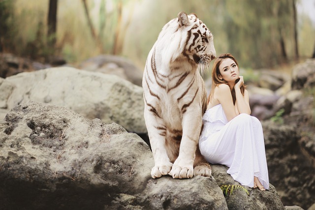 bengal tiger