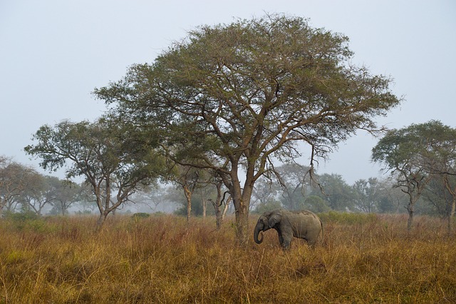 Hình ảnh minh họa ý nghĩa của từ benign