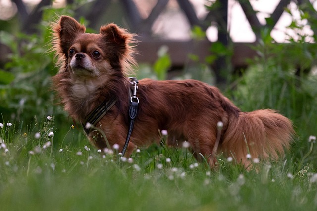 Hình ảnh minh họa ý nghĩa của từ best of breed