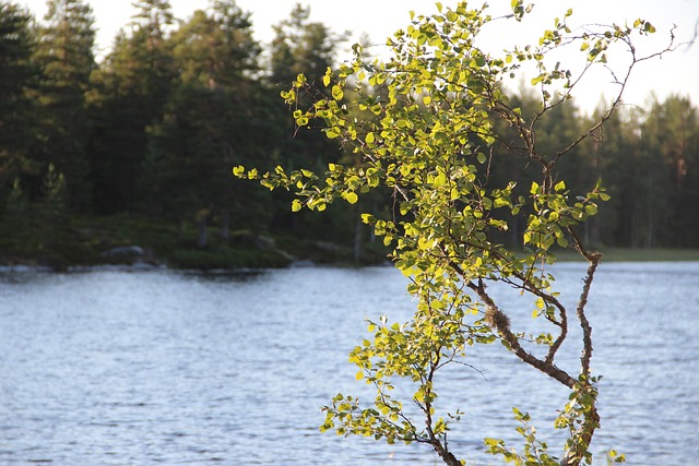 betula papyrifera