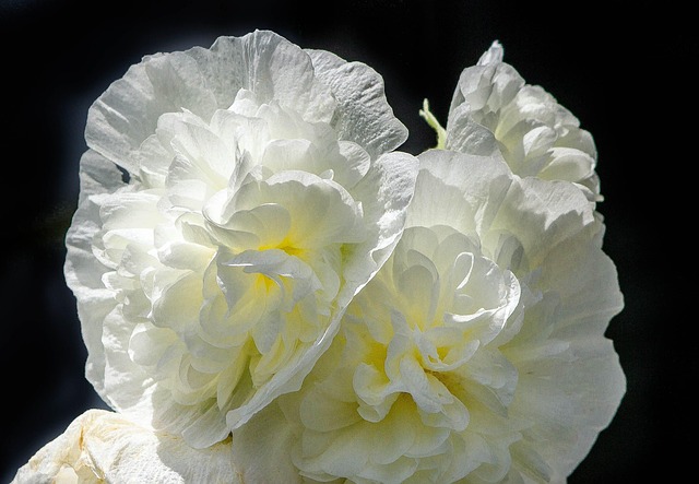 Hình ảnh minh họa ý nghĩa của từ biannual